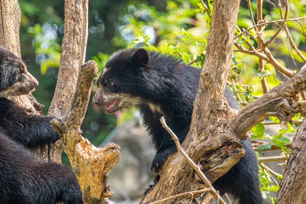 istock Andean Cub Bears Playing with each other in a Tree 1509915533