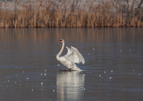 A majestic white swan  standing atop a frozen lake with wings outstretched