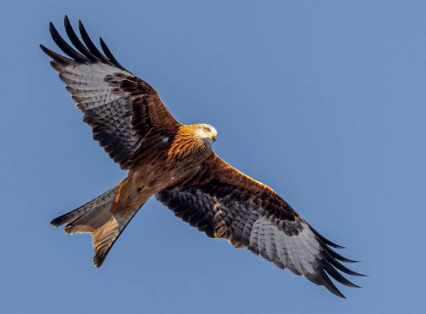 istock Majestic bird soaring through the sky with its wings spread out wide 1509921913