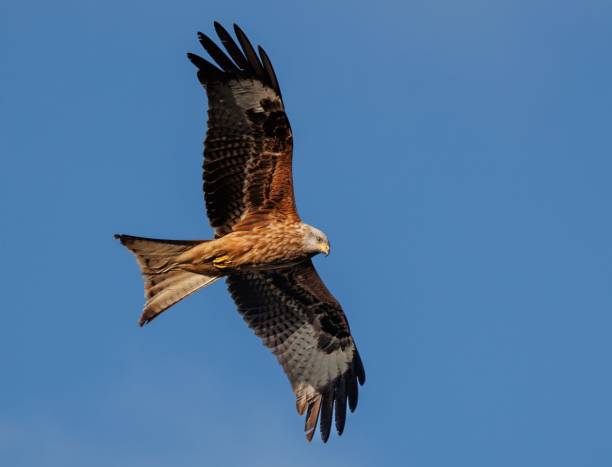 istock Majestic bird soaring through the sky with its wings spread out wide 1509922400