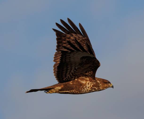istock Majestic bird soaring through the sky with its wings spread out wide 1509922416