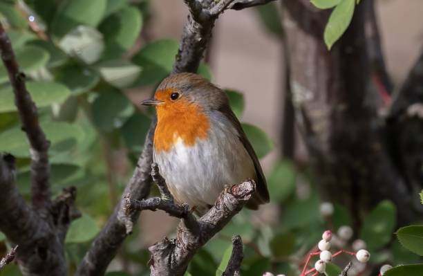 istock Cheerful-looking robin perched on a gnarled tree branch in a sunny garden setting 1509922417