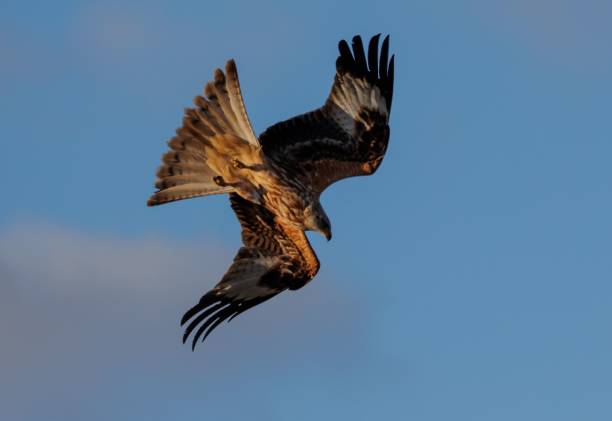 istock Majestic bird soaring through the sky with its wings spread out wide 1509922933