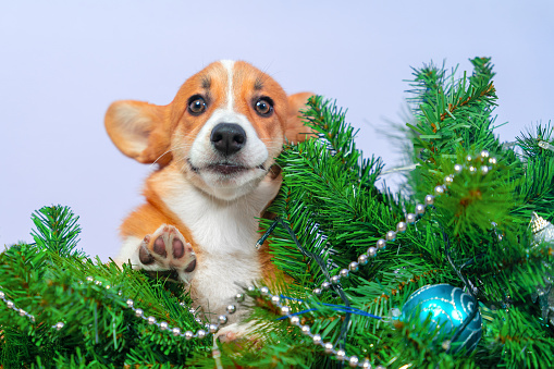 Funny dog corgi next to Christmas tree decorated with garland, ball. Silly puppy with pursed ears staring from family greeting card. Advertisement for children party, congratulations, holidays
