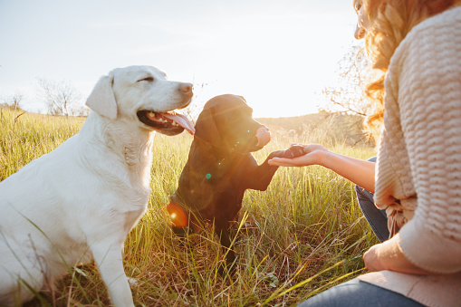 With the setting sun casting a warm glow, a woman and her beloved Labrador enjoy a quiet moment, their connection and affection shining through as they bask in the beauty of the twilight hour,