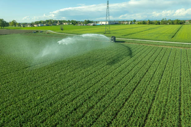 istock Rural field planted with garlic using hose reel system pumping water from canal. most widespread in Italy for full field watering. 1509992638