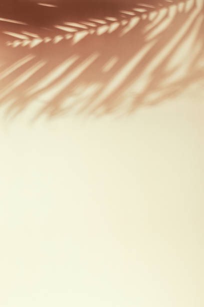 istock Palm leaf shadow on a beige wall. Minimal summer exotic concept with copy space 1509992766