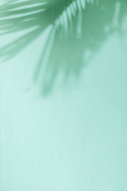 istock Palm leaf shadow on green background. Minimal summer exotic concept with copy space 1509992771