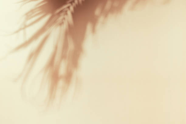 istock Palm leaf shadow on a beige wall. Minimal summer exotic concept with copy space 1509993312