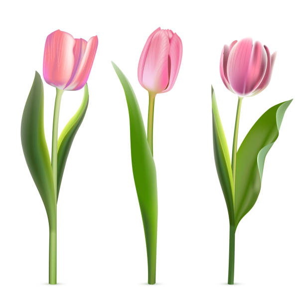 3d набор розовых тюльпанов, красивая весенняя коллекция цветов для поздравительной открытки и подарка - bud flower tulip flowers stock illustrations