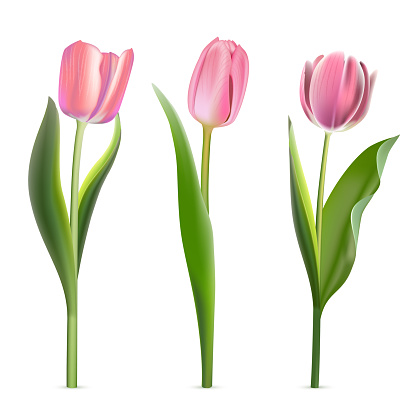 3D pink tulips set vector illustration. Realistic isolated beautiful spring flowers collection for greeting card and gift, springtime tulip bouquet with buds and blossoms, plant with green leaf