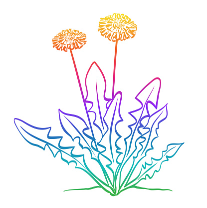 Common dandelion with two flowers blooming. Sketch illustration in vector format.