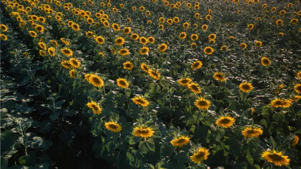 Photo of Aerial shot of blooming ripe sunflower field in summertime before sunset from drone pov