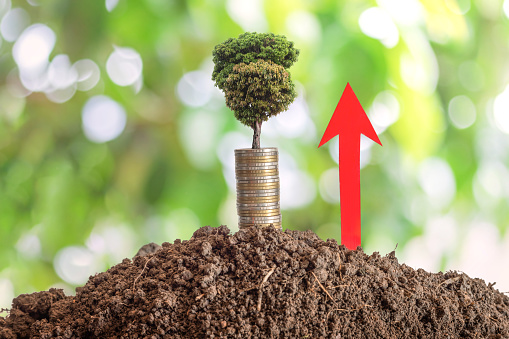 Tree growing on a pile of coins stack with arrow of the diagram grows up on soil, blurry green nature backdrop. Financial growth concept.