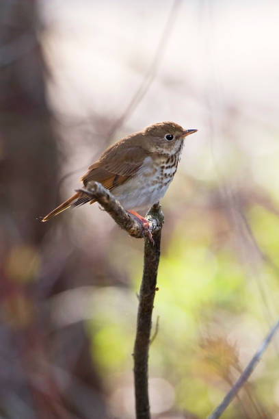 istock Vertical of a Hermit Thrush, Catharus guttatus, perched on a branch 1510024052