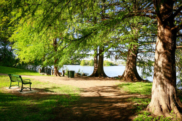 Cypress trees shade a city park bench