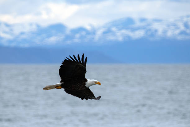 istock Bald eagle [haliaeetus leucocephalus] flying with outstretched wings outside Homer Spit Alaska United States 1510077543
