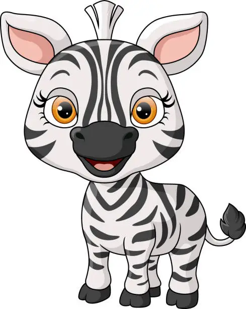 Vector illustration of Cute baby zebra cartoon on white background