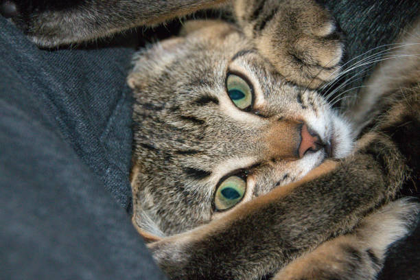istock Close up of a cat 1510172420