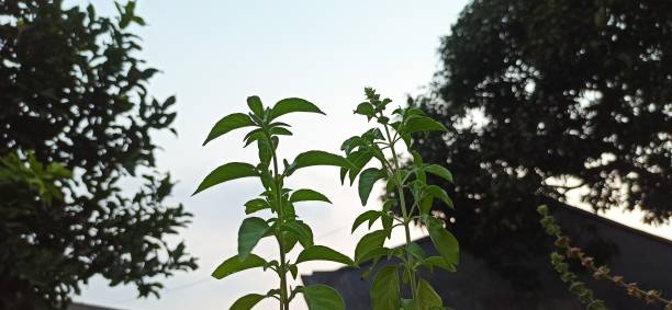 istock Mint plant photographed from below 1510218881