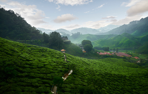 Wonderful view of the tea plantation in the Cameron Highlands in Malaysia