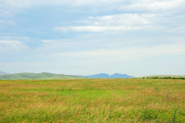 A huge boundless steppe with tall yellowed grass at the foot of a mountain range on a cloudy summer day. Khakassia, Siberia, Russia.