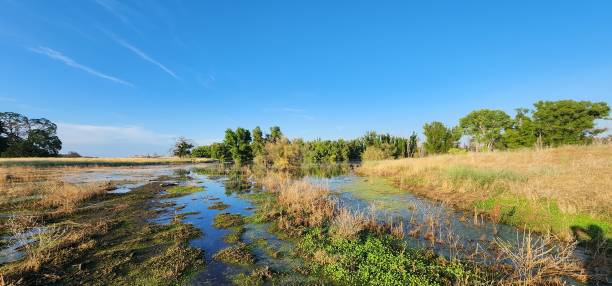 istock Grizzly Flats - black butte lake 1510283555