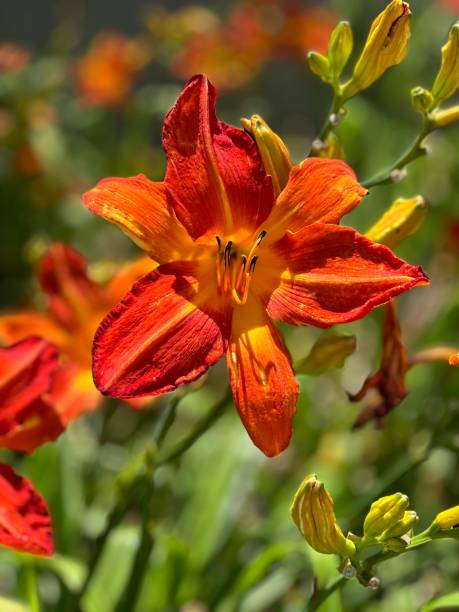 istock Autumn Red Daylily 1510283556