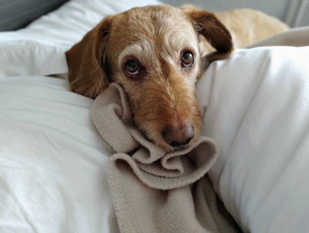 istock Hotel for dogs 1510294223