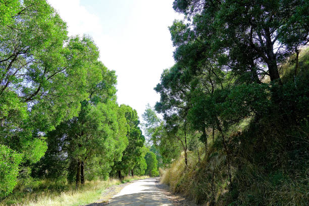 istock Kurumburra,  Victoria,  Australia 1510310428