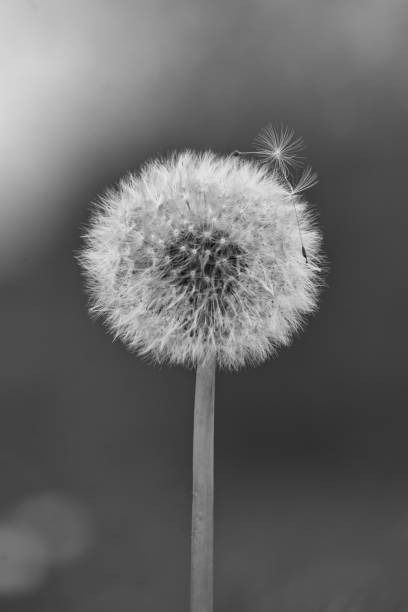 istock Black and white vertical view of a common dandelion 1510314096