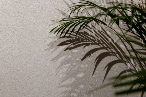 istock leaf shadows. Shadow palm leaves on a white wall.tropical background.Plant empty mockup 1510351247