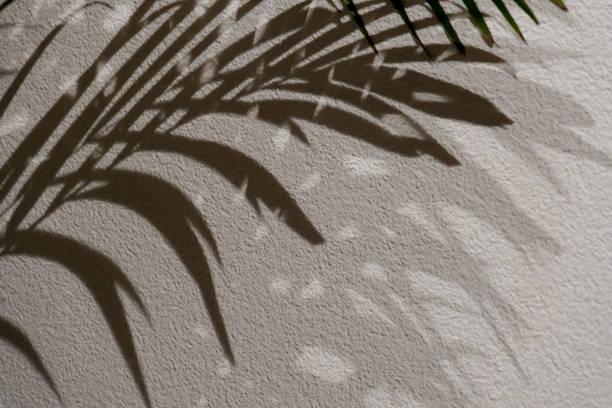 istock leaf shadows. Shadow palm leaves on a white wall.Texture background with leaf .tropical background.Plant empty mockup 1510351251