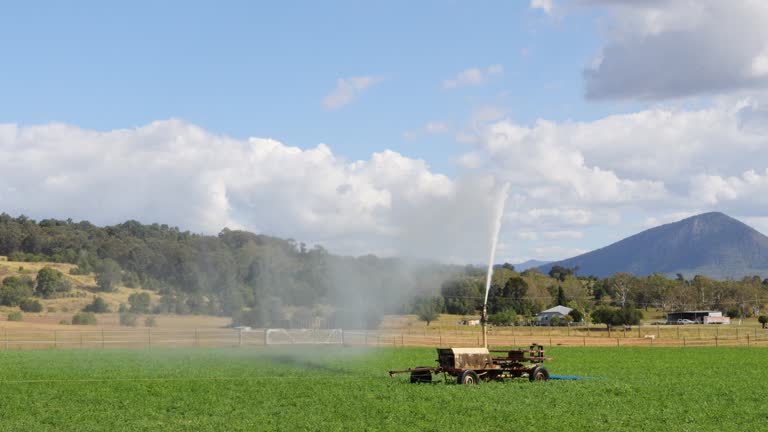 Rain Gun Sprinkler Watering Agricultural Wheat Field