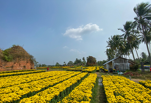 Rural house with Marigold flower field at spring in Mekong Delta, Vietnam.