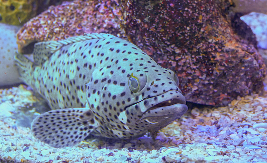 Shot of spotted grouper beside coral in saltwater aquarium.