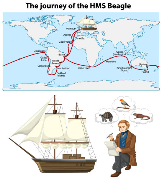 The journey of the HMS Beagle The journey of the HMS Beagle illustration charles darwin naturalist stock illustrations