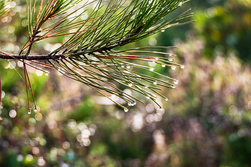 Young shoots of a pine tree in dew close-up. Mount Carmel at sunrise. Israel