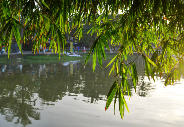 istock Green bamboo trees with the river 1510404324