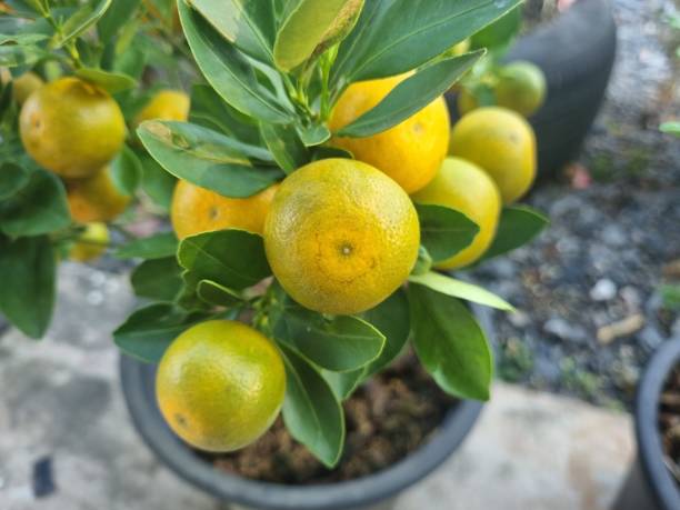 árbol de kumquat desde arriba de cerca - kumquat sour taste citrus fruit fruit fotografías e imágenes de stock