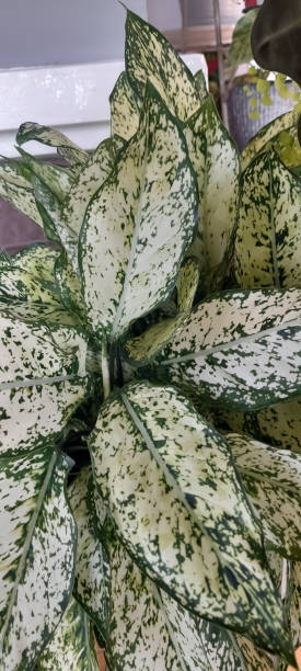 istock Aglaonema, white-green spotted leaves (Chinese Evergreen) First Diamond or Snow White. 1510411606