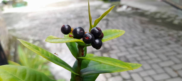 istock Flame of the woods (Ixora coccinea) seed or fruit. 1510416290