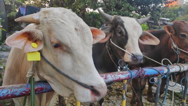 istock Several cows tied on the road blockade before sacrificed for eid adha 1510446636