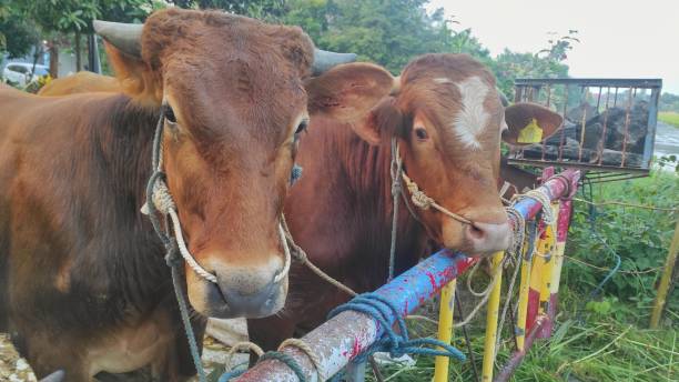 istock Several cows tied on the road blockade before sacrificed for eid adha 1510446652