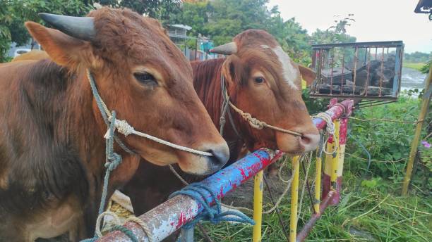 istock Several cows tied on the road blockade before sacrificed for eid adha 1510447166