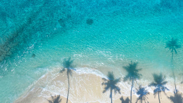 istock Summer palm tree  and Tropical beach with blue  sky background 1510456633