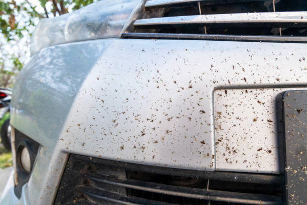 istock Bugs or insects dead on car bumper. 1510459793