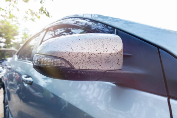 Insects damage died squashed on side view mirror car. Close-up insects, bugs and mosquitoes damage died squashed on side view mirror car. Car cleaning or washing business background. broken side view mirror stock pictures, royalty-free photos & images