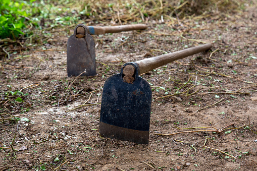 Hoe iron on the ground gardening for agricultural and horticultural hand tool used to shape soil, remove weeds, clear soil, and harvest root crops.