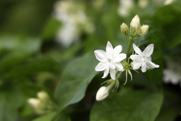 istock Close-up jasmine flowers in jasmine tree. 1510461403